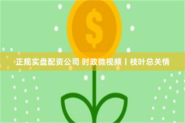 正规实盘配资公司 时政微视频丨枝叶总关情